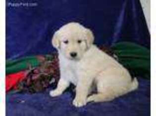Golden Retriever Puppy for sale in Stevens, PA, USA