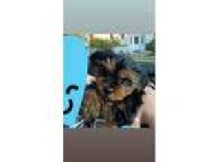 Yorkshire Terrier Puppy for sale in Middletown, NY, USA