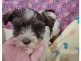 Mutt Puppy for sale in Danbury, NC, USA