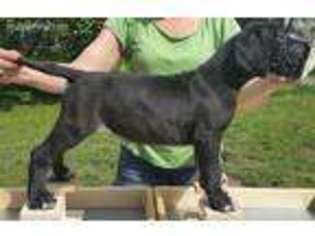 Great Dane Puppy for sale in Coal City, IL, USA