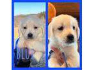 Golden Retriever Puppy for sale in Lucas, OH, USA