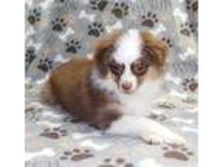 Miniature Australian Shepherd Puppy for sale in Memphis, MO, USA