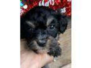 Cavapoo Puppy for sale in Lindsay, CA, USA