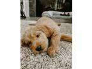 Goldendoodle Puppy for sale in Mason, OH, USA