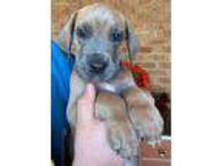 Great Dane Puppy for sale in Albemarle, NC, USA