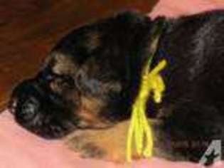 German Shepherd Dog Puppy for sale in LITCHFIELD, OH, USA