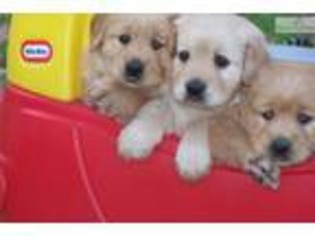 Golden Retriever Puppy for sale in Jackson, MS, USA