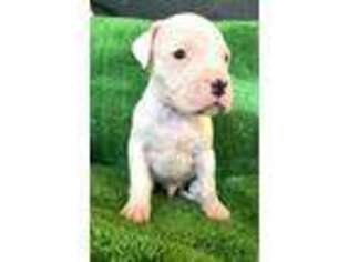 Dogo Argentino Puppy for sale in Stamford, CT, USA
