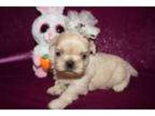 Mutt Puppy for sale in Williamston, SC, USA