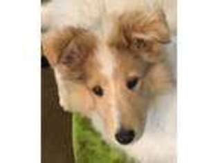 Collie Puppy for sale in Chisago City, MN, USA