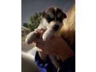 Siberian Husky Puppy for sale in Clovis, CA, USA