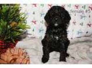 Goldendoodle Puppy for sale in Burbank, OH, USA