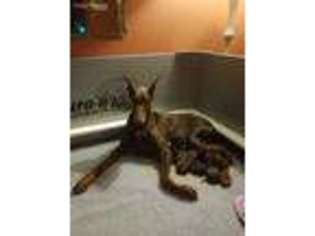 Doberman Pinscher Puppy for sale in Dexter, MO, USA