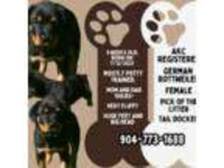 Rottweiler Puppy for sale in Middleburg, FL, USA