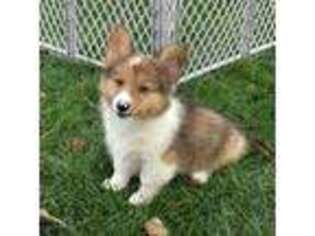 Cardigan Welsh Corgi Puppy for sale in Paxton, IL, USA