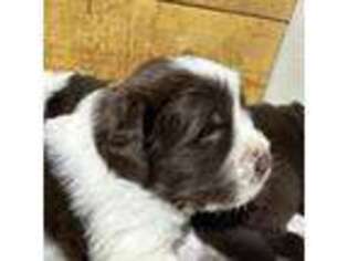Newfoundland Puppy for sale in Sunman, IN, USA