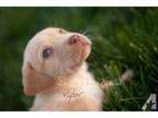 Labrador Retriever Puppy for sale in BAKERSFIELD, CA, USA