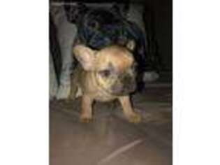 French Bulldog Puppy for sale in Mulvane, KS, USA