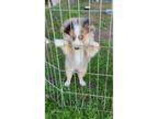 Miniature Australian Shepherd Puppy for sale in Mansfield, PA, USA
