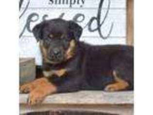 Rottweiler Puppy for sale in Germantown, MD, USA