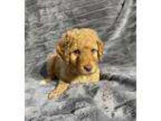 Labradoodle Puppy for sale in Anchorage, AK, USA