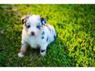 Miniature Australian Shepherd Puppy for sale in Huntington, TX, USA