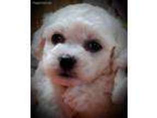 Bichon Frise Puppy for sale in Wayland, MI, USA