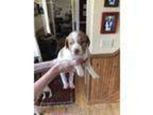 Brittany Puppy for sale in Floyd, VA, USA