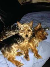 Yorkshire Terrier Puppy for sale in San Antonio, TX, USA