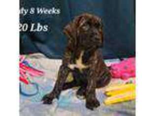 Mastiff Puppy for sale in Covington, OH, USA