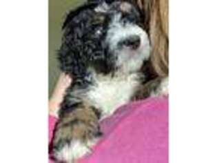 Mutt Puppy for sale in Williamston, MI, USA