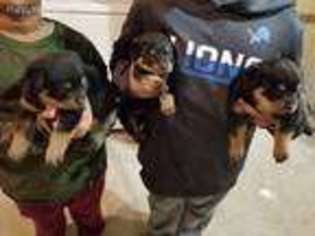 Rottweiler Puppy for sale in Garden City, MI, USA