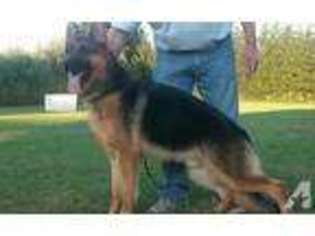 German Shepherd Dog Puppy for sale in CARROLL, NE, USA