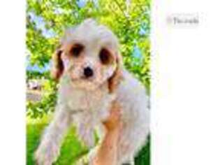 Cavapoo Puppy for sale in Salt Lake City, UT, USA
