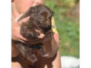 Pomeranian Puppy for sale in Missoula, MT, USA