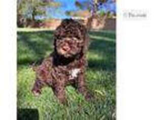 Australian Labradoodle Puppy for sale in Los Angeles, CA, USA