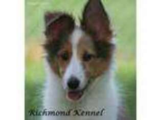 Shetland Sheepdog Puppy for sale in London, OH, USA