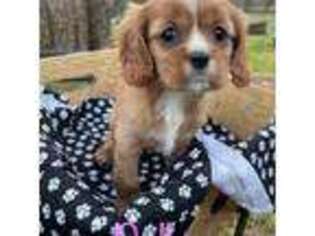 Cavalier King Charles Spaniel Puppy for sale in Athens, GA, USA