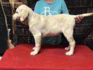 Labrador Retriever Puppy for sale in Hobbs, NM, USA
