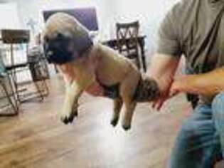 Mastiff Puppy for sale in Okemah, OK, USA