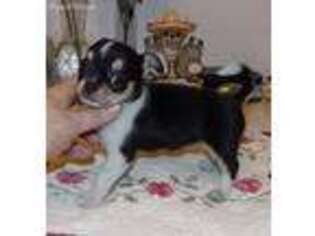 Chihuahua Puppy for sale in Gilbert, SC, USA
