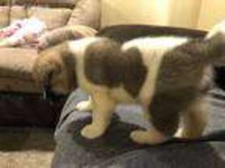 Akita Puppy for sale in Lockport, NY, USA