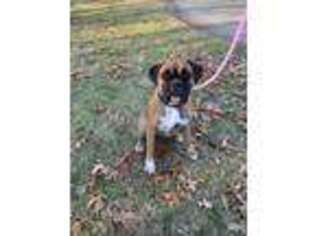 Boxer Puppy for sale in Wentzville, MO, USA