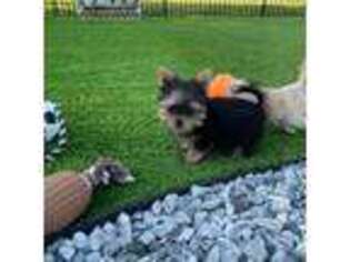 Yorkshire Terrier Puppy for sale in Iva, SC, USA
