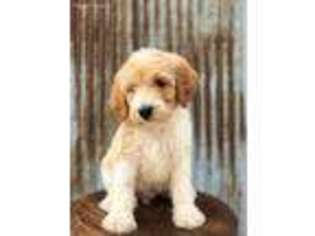 Goldendoodle Puppy for sale in Alton, IA, USA