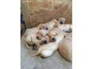 Labrador Retriever Puppy for sale in Brandon, WI, USA