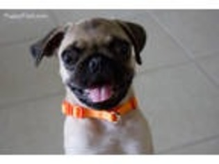 Pug Puppy for sale in North Hollywood, CA, USA