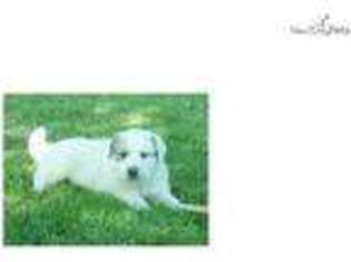 Great Pyrenees Puppy for sale in Lewiston, ID, USA