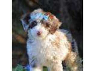Mutt Puppy for sale in Appomattox, VA, USA