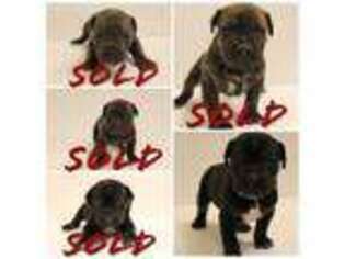 Cane Corso Puppy for sale in Bear, DE, USA